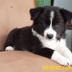 BORDER COLLİ YAVRULARI BLUE MERLE 3
