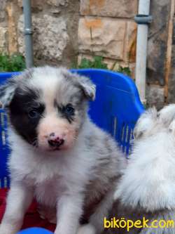 BORDER COLLİ YAVRULARI BLUE MERLE 1