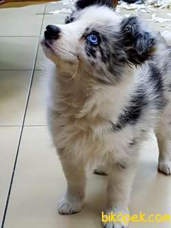 BORDER COLLİ YAVRULARI BLUE MERLE 5
