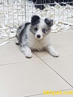 BORDER COLLİ YAVRULARI BLUE MERLE 3