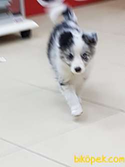 BORDER COLLİ YAVRULARI BLUE MERLE 2