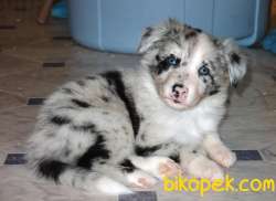 BORDER COLLİ YAVRULARI BLUE MERLE 4