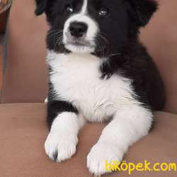 BORDER COLLİ YAVRULARI BLUE MERLE 2