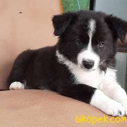 BORDER COLLİ YAVRULARI BLUE MERLE 4