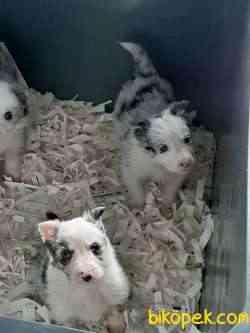 BORDER COLLİ YAVRULARI BLUE MERLE 4