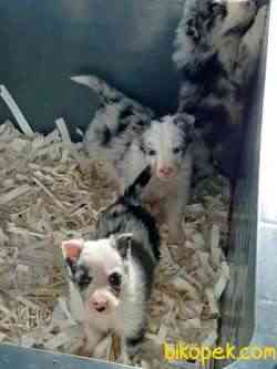 BORDER COLLİ YAVRULARI BLUE MERLE 2