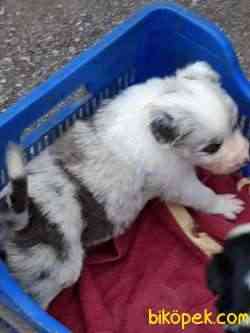 BORDER COLLİ YAVRULARI BLUE MERLE 3