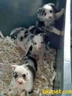 BORDER COLLİ YAVRULARI BLUE MERLE 1
