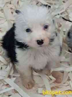 BORDER COLLİ YAVRULARI BLUE MERLE 5