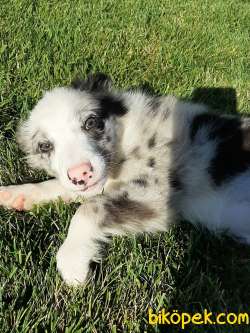 SATILIK BORDER COLLİ YAVRULARI BLUE MERLE 4