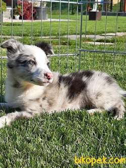SATILIK BORDER COLLİ YAVRULARI BLUE MERLE 3