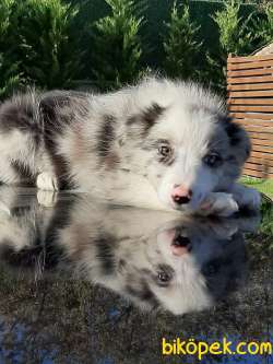 SATILIK BORDER COLLİ YAVRULARI BLUE MERLE 1