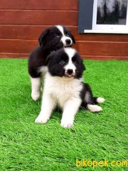 BORDER COLLİ YAVRULARI BLUE MERLE 2