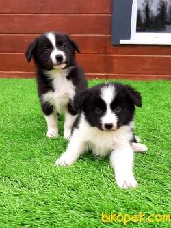 BORDER COLLİ YAVRULARI BLUE MERLE 1