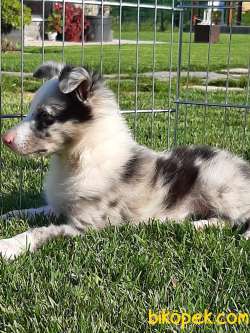 BORDER COLLİ YAVRULARI BLUE MERLE 4