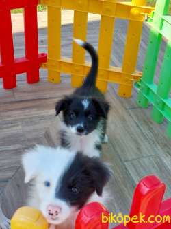 BORDER COLLİ YAVRULARI BLUE MERLE 2