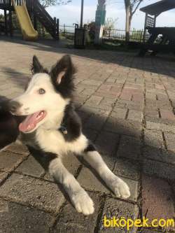 Border Collie 2
