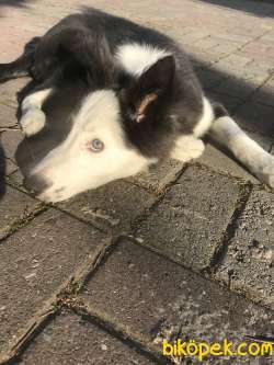 Border Collie 3