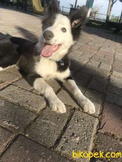 Border Collie 4