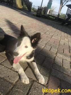 Border Collie 5