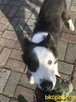 Border Collie 1