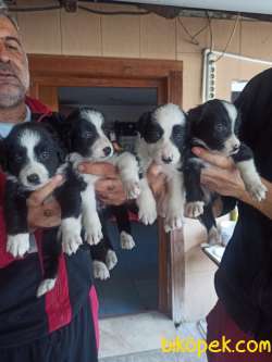Border Collie 2