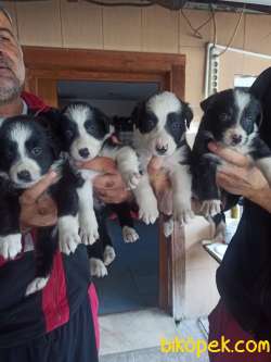 Border Collie 3