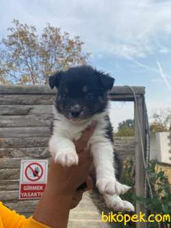 BORDER COLLİE A KALİTE BEBEKLER 3
