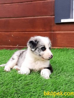 Özel Uretim BORDER COLLİE Blue Marley YAVRULARI 5
