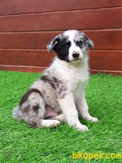 Özel Uretim BORDER COLLİE Blue Marley YAVRULARI 1