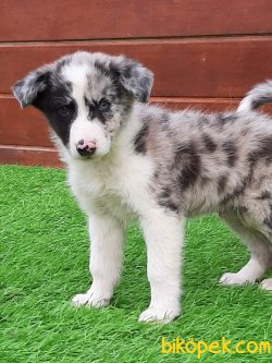 Özel Uretim BORDER COLLİE Blue Marley YAVRULARI 2