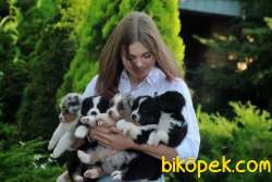 Border Collie Dünyanın En Zeki Irkı Eğitime En Yatkını 4