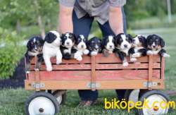 Border Collie Dünyanın En Zeki Irkı Eğitime En Yatkını 3