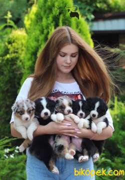 Border Collie Dünyanın En Zeki Irkı Eğitime En Yatkını 1