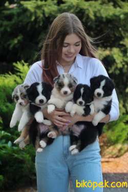 Border Collie Dünyanın En Zeki Irkı Eğitime En Yatkını 2