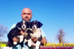 BORDER COLLİE YAVRU 5