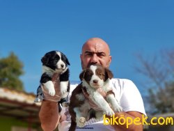 BORDER COLLİE YAVRU 3