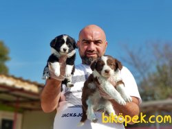 BORDER COLLİE YAVRU 1