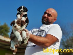 BORDER COLLİE YAVRU 4