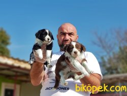 BORDER COLLİE YAVRU 2