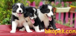 BORDER COLLİE YAVRU 4