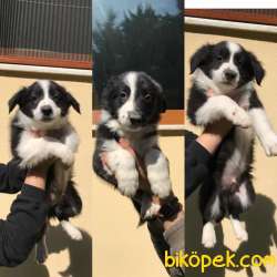 Border Collie Yavru Köpek 1