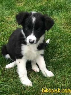 Border Collie Yavru Köpek 3