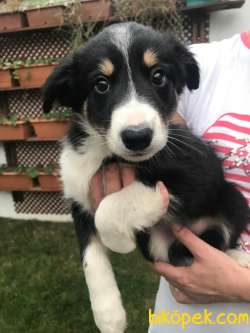 Border Collie Yavru Köpek 1