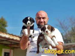 BORDER COLLİE YAVRULARI TESLİME HAZIRLAR 5