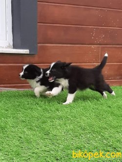 Border Collie Yavrular 4