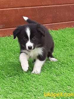 Border Collie Yavrular 2