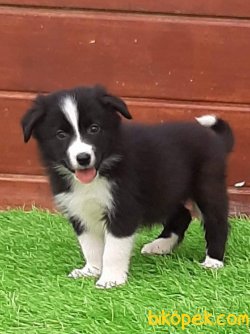 Border Collie Yavrular 1