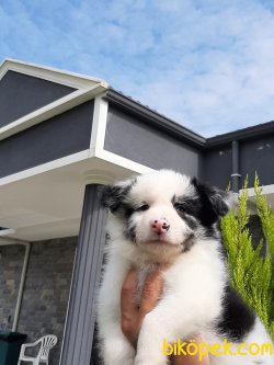 BORDER COLLIE YAVRULAR 3