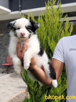 BORDER COLLIE YAVRULAR 4